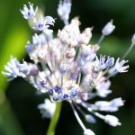 Allium Blue