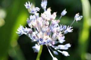 Allium Blue