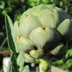 Artichoke Jan 2009 to July 2010