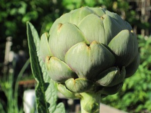Artichoke Jan 2009 to July 2010