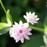 Astrantia Major