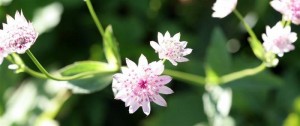 Astrantia Major