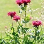 Bee Balm