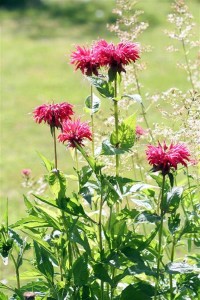 Bee Balm