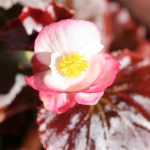 Begonia