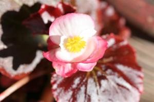 Begonia