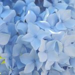 Blue Ball Hydrangea