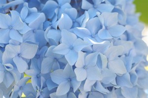 Blue Ball Hydrangea