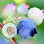 Blueberries