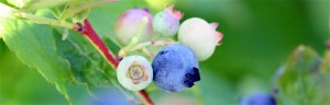 Blueberries