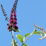 Butterfly Bush - Veriegated