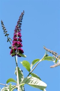 Butterfly Bush - Veriegated