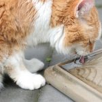 Cat Drinking  – Spoon Tongue