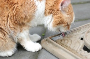 Cat Drinking  - Spoon Tongue