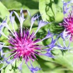 Centaurea Montana