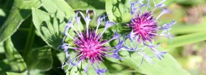 Centaurea Montana