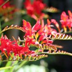 Crocosmia Lucifer
