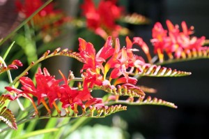 Crocosmia Lucifer