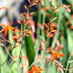 Crocosmia Montbretia