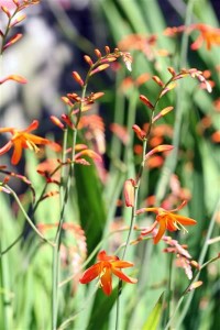 Crocosmia Montbretia