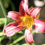 Daylily ALIAS PETER PARKER