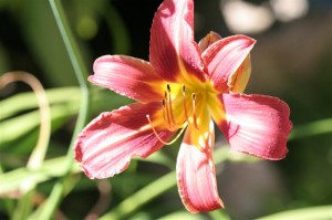 Daylily ALIAS PETER PARKER