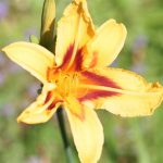 Daylily BONANZA