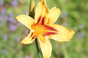 Daylily BONANZA