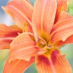 Daylily DOUBLE ORANGE