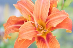Daylily DOUBLE ORANGE