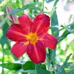 Daylily RUBY STELLA