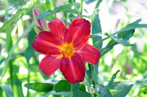 Daylily RUBY STELLA