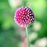 Drumstick Allium