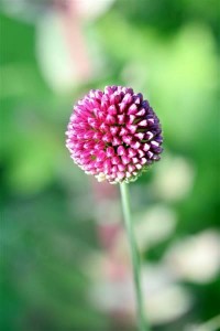 Drumstick Allium