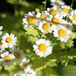 Feverfew