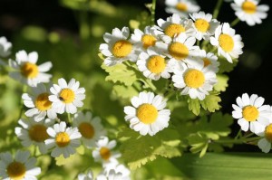 Feverfew