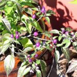 Filius Blue Pepper