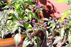 Filius Blue Pepper
