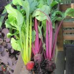 First Beet Harvest