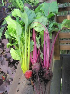 First Beet Harvest