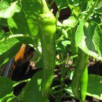 Garden Salsa Peppers