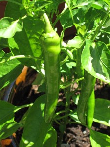 Garden Salsa Peppers