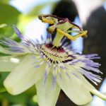 Hardy Blue Passion flower