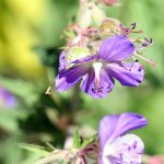 Johnson's Blue Geranuim