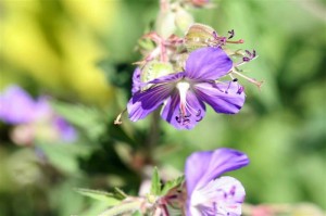 Johnson's Blue Geranuim