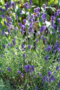 Lavender