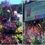 Pheonix Perennials July (Medium)