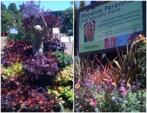 Pheonix Perennials July (Medium)