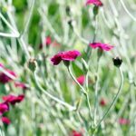 Rose Campion