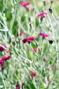 Rose Campion